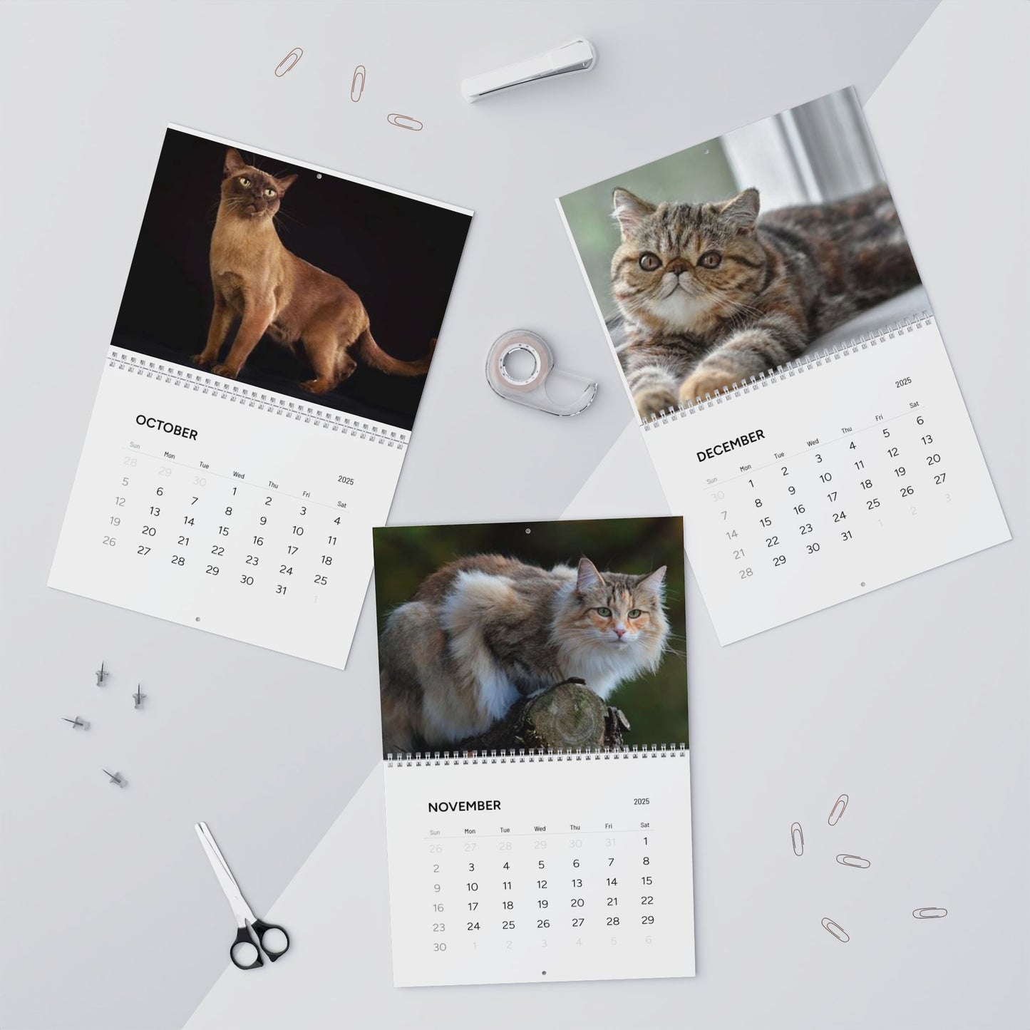 Grumpy CAT CALENDAR 2025